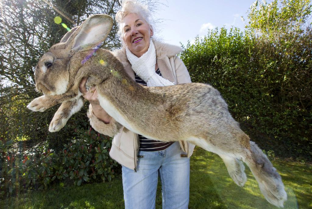 Conejo gigante de flandes doméstico