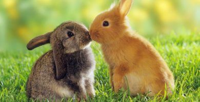 razas de conejos domesticos