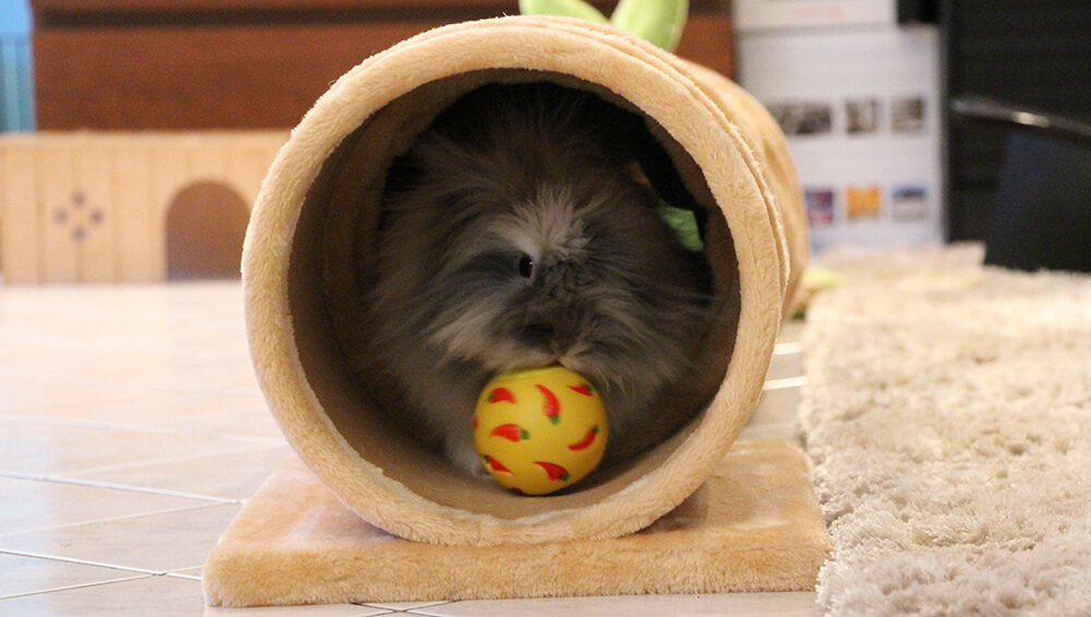 La bola de golosinas juguete para conejos