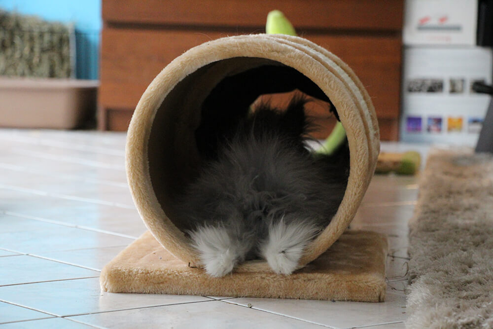 Túnel para conejos