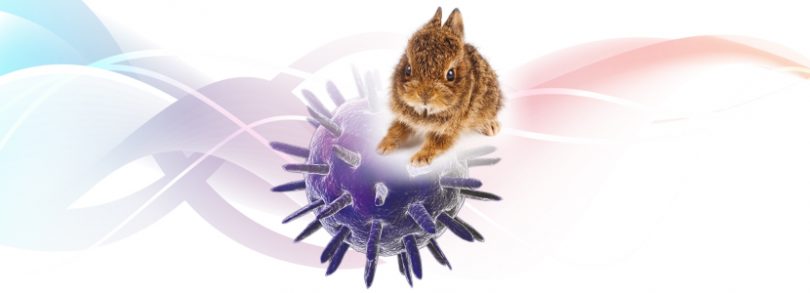 enfermedades y sintomas de conejos