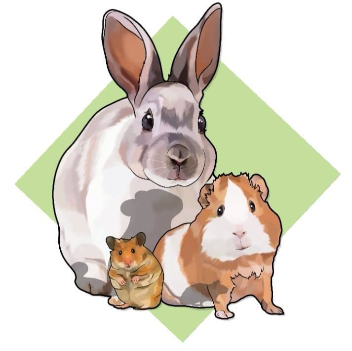 Adopción conejos alicante
