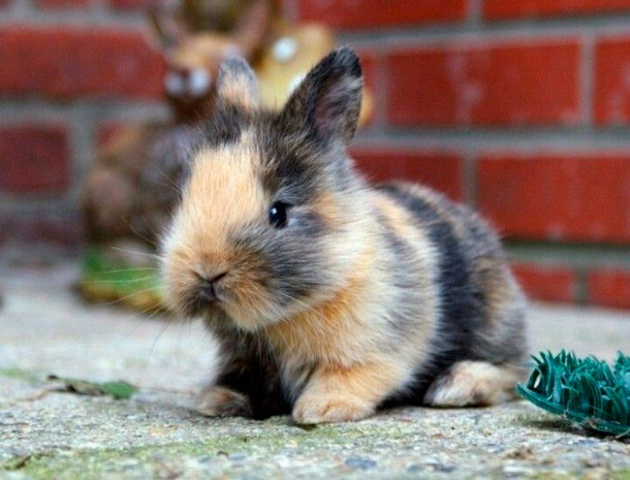 Conejo enano de color bonito