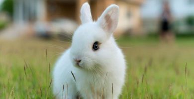 razas de conejos enano polaco
