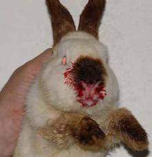 sintomas enfermedad virica hemorragica de conejos