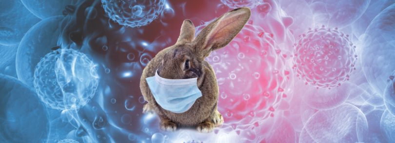 vacunacion de los conejos