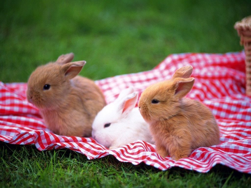 imagenes de conejos enanos de colores