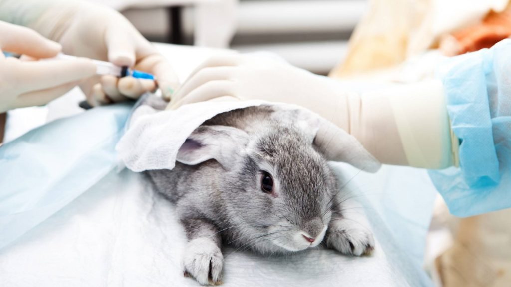 Información vacuna de conejos